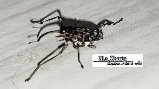 Weevil Mecopus (beetle) Insect - XLe Shorts 