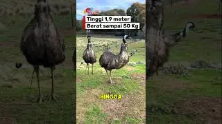 Burung Raksasa 😲 #faktaunik #viralvideo #duniahewan