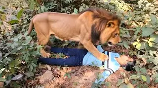 Lion Attack Boys in Jungle | Lion Attack In forest | lion attack