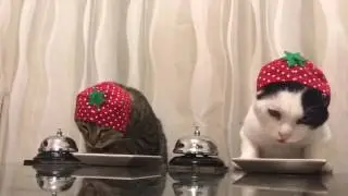 Cats in strawberry hats ring bells