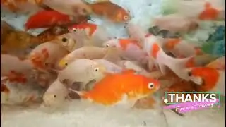 Gold fish|fish|Shiping fish|Lalukhet fish market|JBEE Aquarium|@Arsalan Ahmed