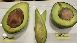 January 18, 2026 CATALINA AVOCADO TASTE REVIEW FROM MY OWN TREE IN PASO ROBLES CA ZONE 9A