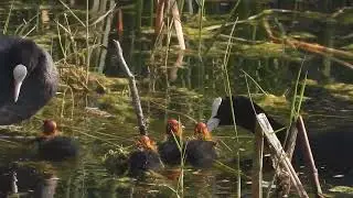 Eurasian Coot chicks fighting over food