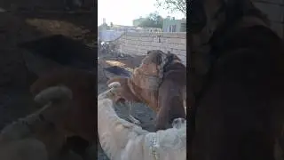 БОРЬБА за лидерство отца и сына
