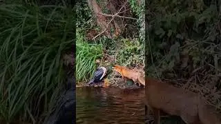 लोमड़ी vs बतख । Fox vs Duck