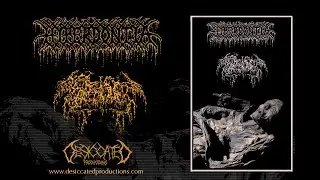 Hyperdontia / Septage (Full Split)
