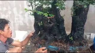 ((Đã bán))M951 gl bệ rừng cẩm thị rất già đế đẹp sống khỏe lh0328223556