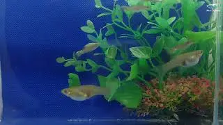 Wildguppy