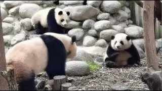 陈园润今天玩疯了，把花花拽下沟，为了表示公平，随后把润玥也推了下去  YuanRun is very playful today, pushed HeHua & RunYue to the ditch