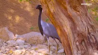 Birds of the World | 35 | Demoiselle crane | Grus virgo |