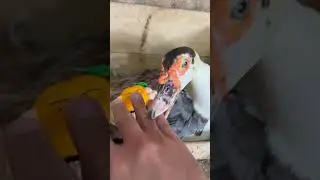 This Angry Duck Had No Mercy 🦆💥 It Bit My Finger!😱 #duck #shorts #cute #trending