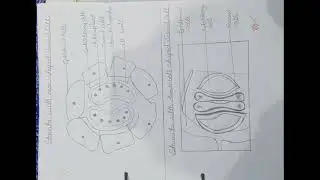 #Plants Anatomy#BSC/MSC#practical file#All universities#LU##