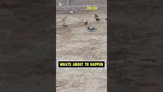 Amazing Birds in the Fields | Nature Vibes