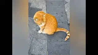 #catslovers