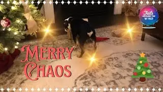 The Best 2nd Christmas Day Fail Compilation! 🎄💥#fyp
