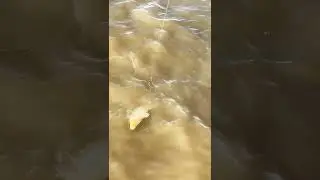 QUE VIVA LA PESCA!! SIGUEN LAS GRANDES CARPAS O CARPONES COMO DICEN ALGUNOS!!