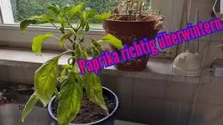 Paprika überwintern Paprikapflanzen richtig überwintern und nächstes Jahr Erntevorteil haben