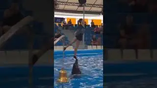 #dolphin #teamwork #trending #shortsviral #shortsbeta #dolphindance