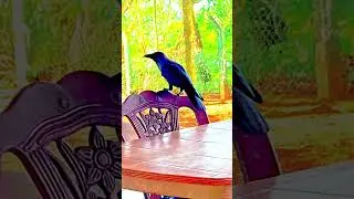 #srilanka #travel #nature #beautiful #photography #birds #love 🐦🐦🐦🐦🐦
