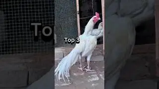 Top 5 Best Aseel Murga #aseels #viral #shorts #aseelmurga #shortvideos