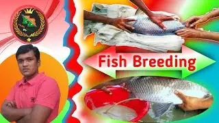fish Breeding|catla fish breeding|best fish farming technique|how to start a fish breeding business|