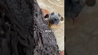 Rescate a perro en inundaci&oacute;n