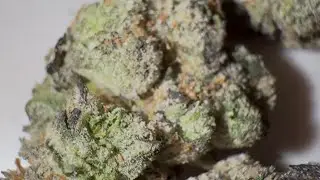 Pink Cotton Candy Strain Review : StrainAfterStrain Reviews 