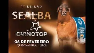 1º LEILÃO SEALBA OVINOTOP