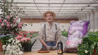Acidofile rigogliose