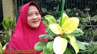 Memperbanyak Philodendron Moonlight
