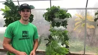 How to Harvest Fennel