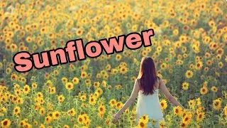 Acoustic Romantic | Sunflower | No Copyright Music | JooRooTv
