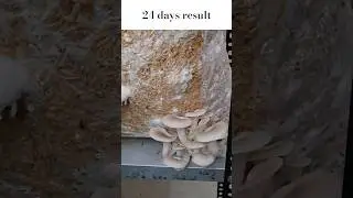 24 days result. oyster mushroom farming. #agriculture #mushroomgrowing #mushroomfarming #business