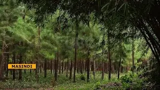Combating climate change - Nyabyeya Forestry College in Masindi leads the charge