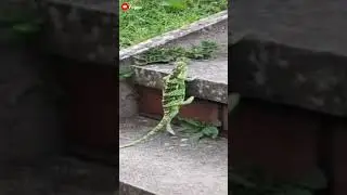 Chameleon on a stair climbing trip 🙂