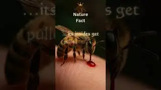 🐝 The Bee Dies to Sting 🐝 #bees #weirdnature #verifiedfacts