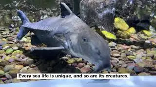 Dubai Aquarium & Underwater Zoo &ndash; Ultimate Guide to Dubai Mall&rsquo;s Marine Wonderland