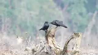 Courting Common Ravens