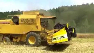 ŘEPKA V PODZÁMČÍ