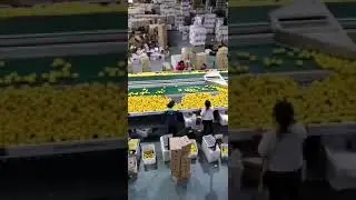 China Lemon are processing for export.