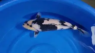 20221017 Top Quality Nisai Shiro female 50 cm L-Panda Omosako