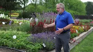 Kieft Seed Perennials - Ball Seed Customer Days 2022