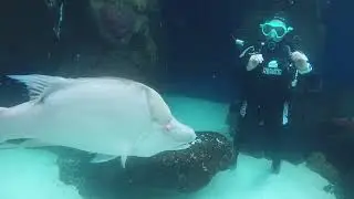 Experience SeaTREK at The Florida Aquarium