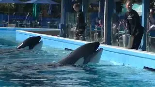 Dine with Orcas - December 5, 2019 - SeaWorld Orlando