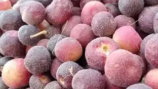 Fasla farming in Punjab Pakistan || Falsa ke farming Kesay ke Jati hai || Fruit Farming | SRY TV