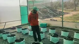 Blue berry cultivation@ Nishant Rajat Bio Tech# VITTA