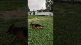 #germanshepherd #germanshepherdindia #longcoatgermanshepard #longcoatgsd