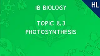 Биология IB, тема 8.3 (HL): Фотосинтез