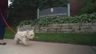 Wisconsin veterinarians target canine cancers with a potential vaccine: LiveBIG 2019-20