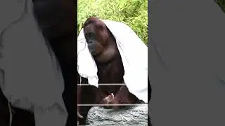Do You Know How Orangutans Relax After Lunch?#shorts#orangutans#funnyvideo#funnyanimals